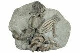 Fossil Crinoid, Brachiopod, Coral & Bryozoan Plate - Indiana #291829-1